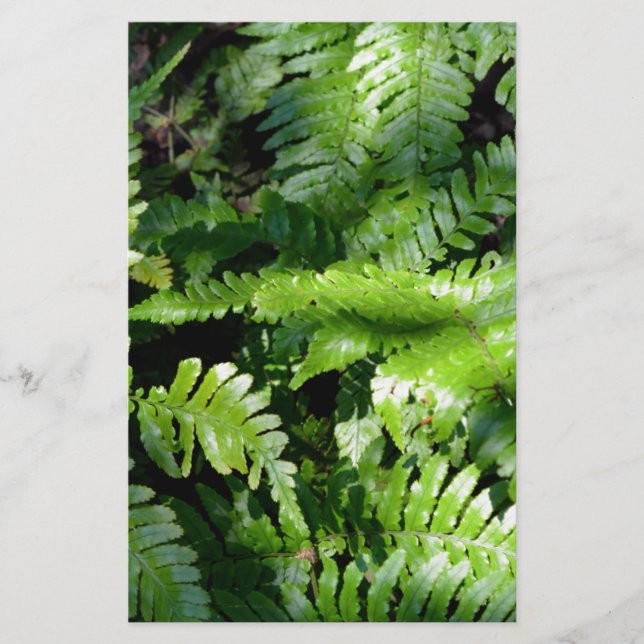 Vår Grönt Ferns tropiska botaniska grey (Framsida)