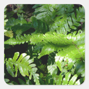 Vår Grönt Ferns tropiska botaniska grey Fyrkantigt Klistermärke