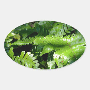 Vår Grönt Ferns tropiska botaniska grey Ovalt Klistermärke
