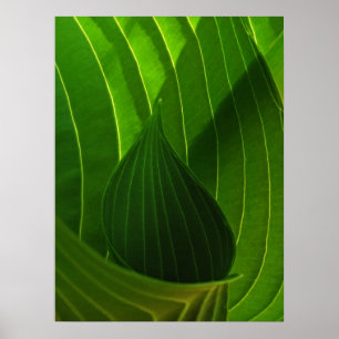 Vår Grönt Hosta Löv Poster Skriv ut