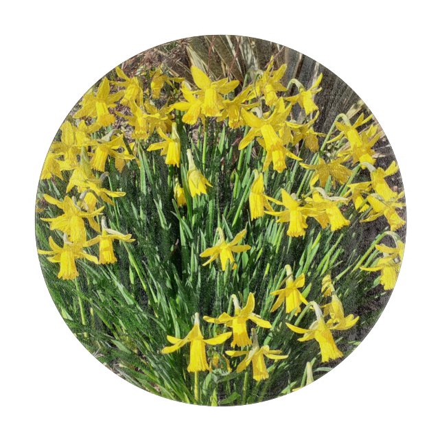 Vår Gult Daffodils (Framsidan)