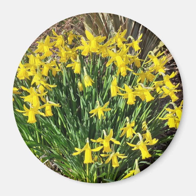 Vår Gult Daffodils Magnet (Framsidan)