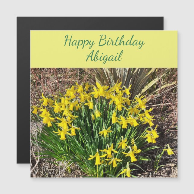 Vår Gult Daffodils Magnetic Birthday Card (Fram/baksida)