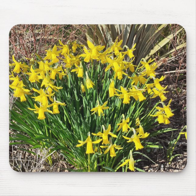 Vår Gult Daffodils Musmatta (Framsidan)