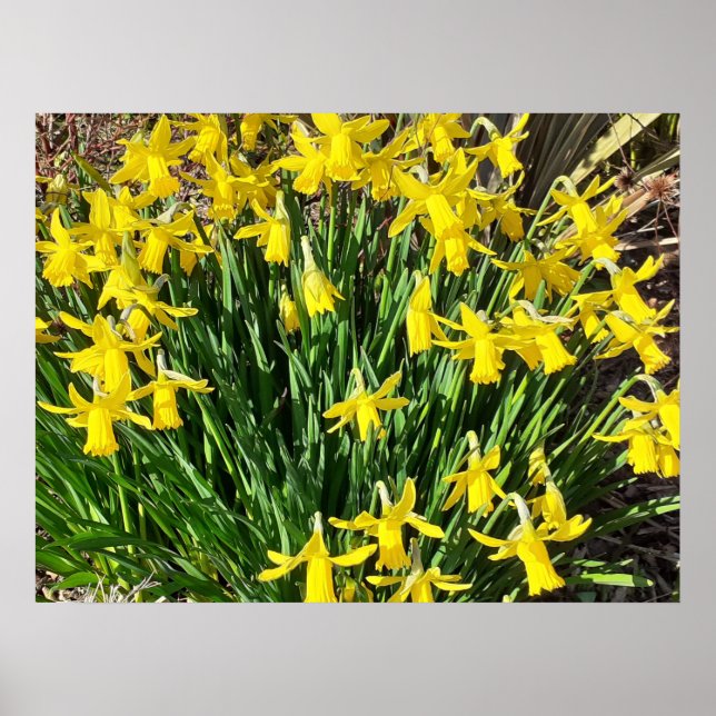 Vår Gult Daffodils Poster (Framsidan)