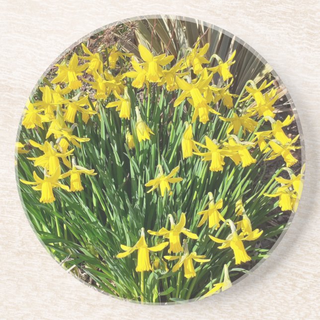 Vår Gult Daffodils Sandstone Underlägg (Framsidan)