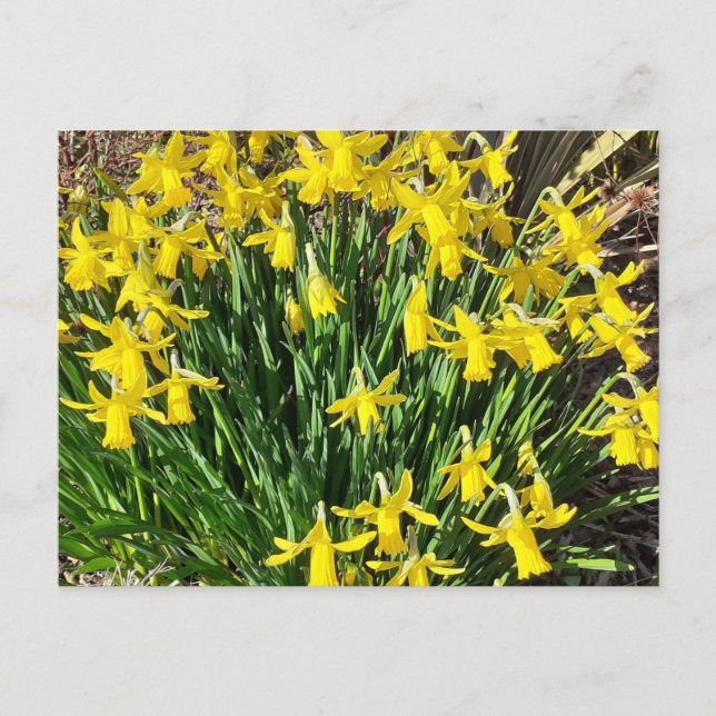 Vår Gult Daffodils vykort (Framsida)