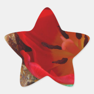 Vår gult och Red Tulip Stjärnformat Klistermärke