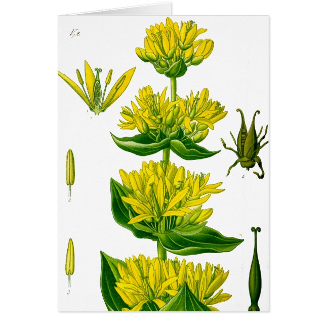 Vår gult vintage ört hälsningskort (Framsidan)