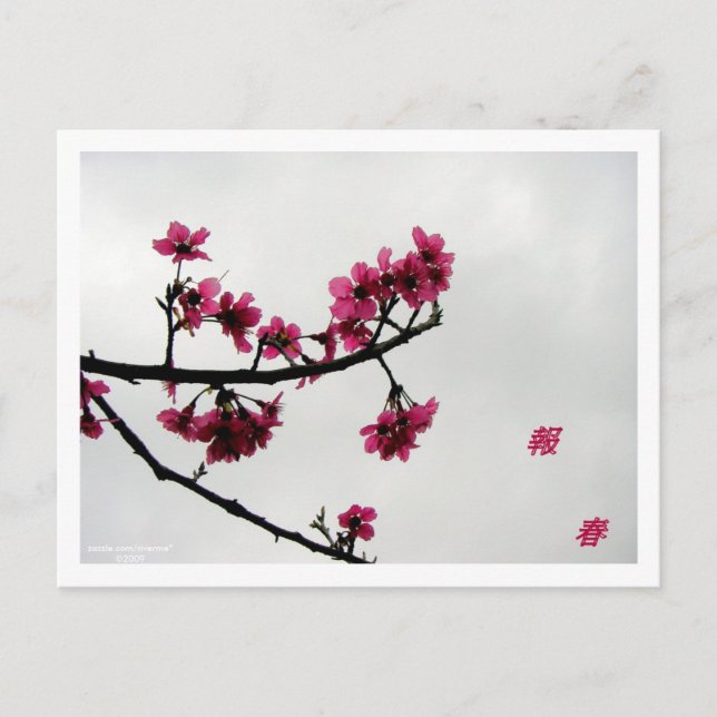 Vår Hälsning/Cherry Blommar Kanji Vykort (Framsida)