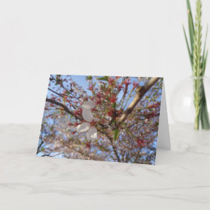 Vår-hälsningskort för Cherry Blommar Kort