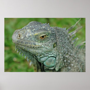 Var här drakar poster