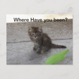 Var har du varit Kitten Post Card 075? Vykort