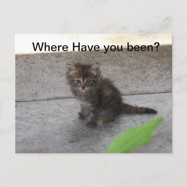 Var har du varit Kitten Post Card 075? Vykort (Framsida)