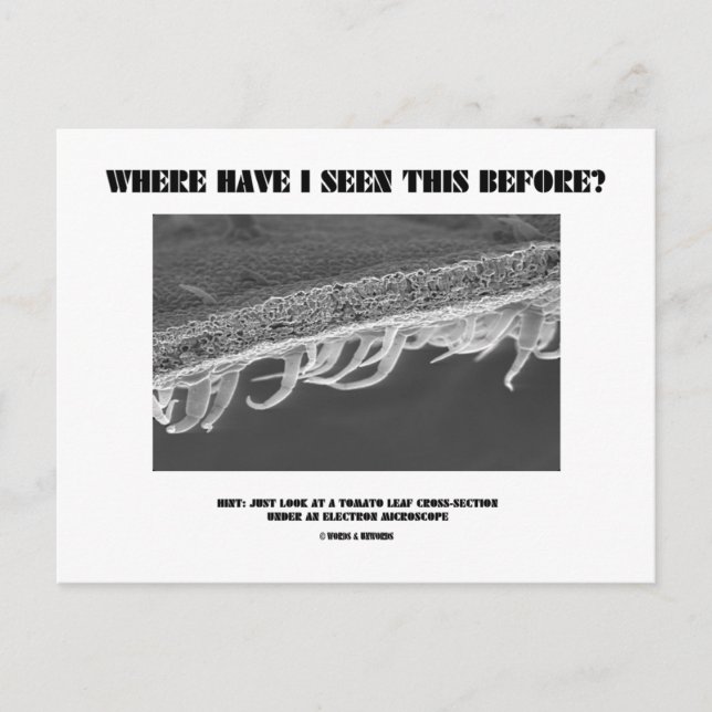 Var har jag sett det här förut? Tomato Löv Vykort (Framsida)