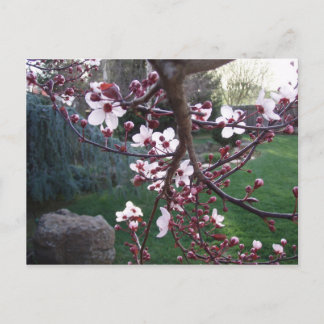 Vår har spruckit vykort