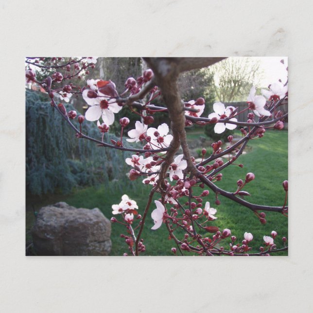 Vår har spruckit vykort (Framsida)