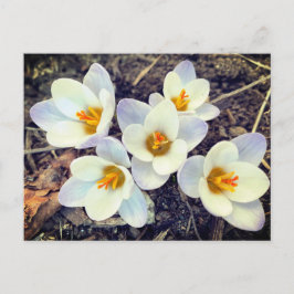 Vår har Sprung Crocus blommor Vykort