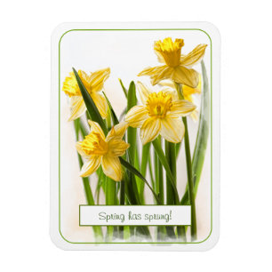 Vår har Sprung Gult Daffodils Close Photo Magnet