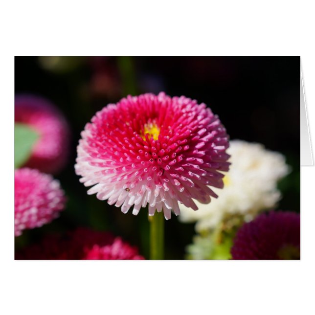 Vår har Sprung! Hälsningskort (Framsidan Horizontal)