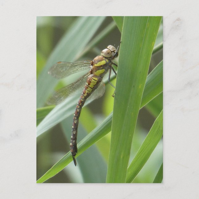 Vår Hawker Dragonfly DIY-vykort Vykort (Framsida)