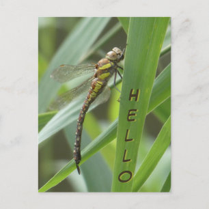 Vår Hawker Dragonfly HEJ Postcard Vykort