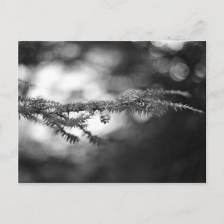 Vår Hope Pinecone-vykort Vykort