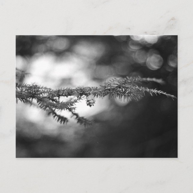 Vår Hope Pinecone-vykort Vykort (Framsida)