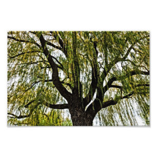 vår hoppet svimmade fototryck