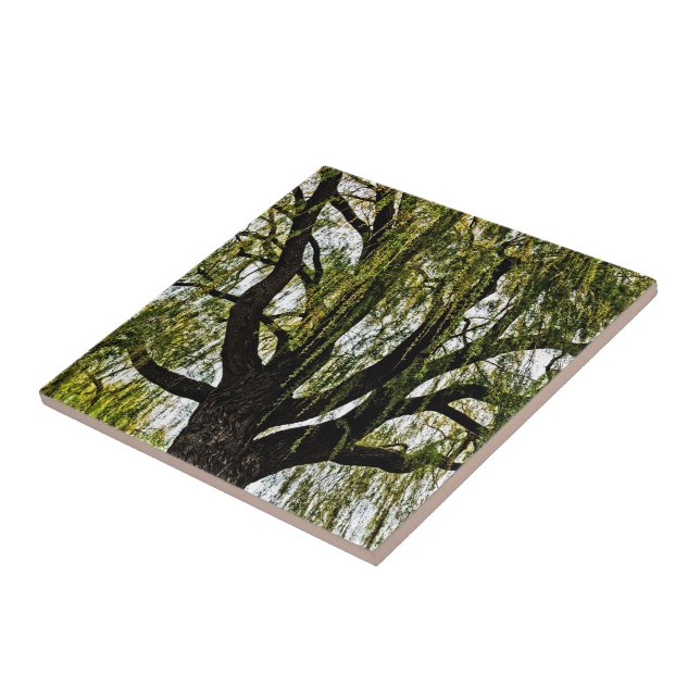 vår hoppet svimmade kakelplatta (Sidan)