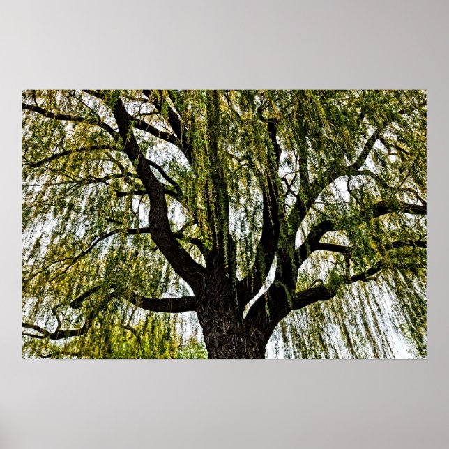 vår hoppet svimmade poster (Framsidan)