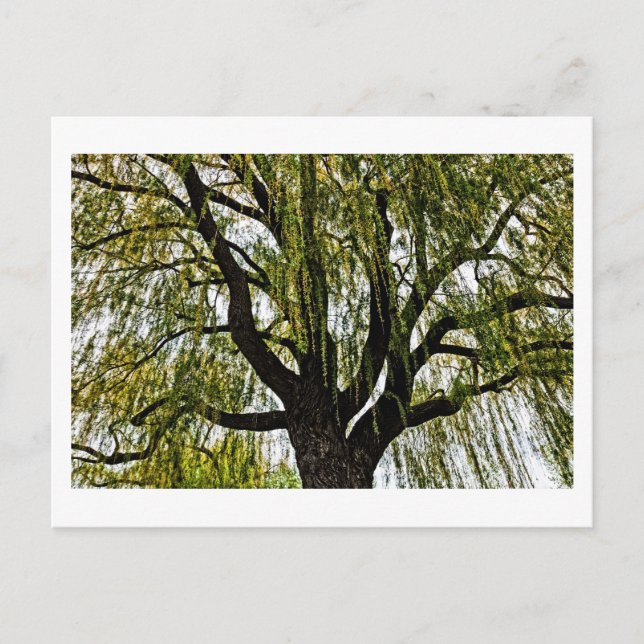 vår hoppet svimmade vykort (Framsida)