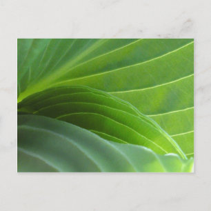 Vår Hosta-vykort Vykort