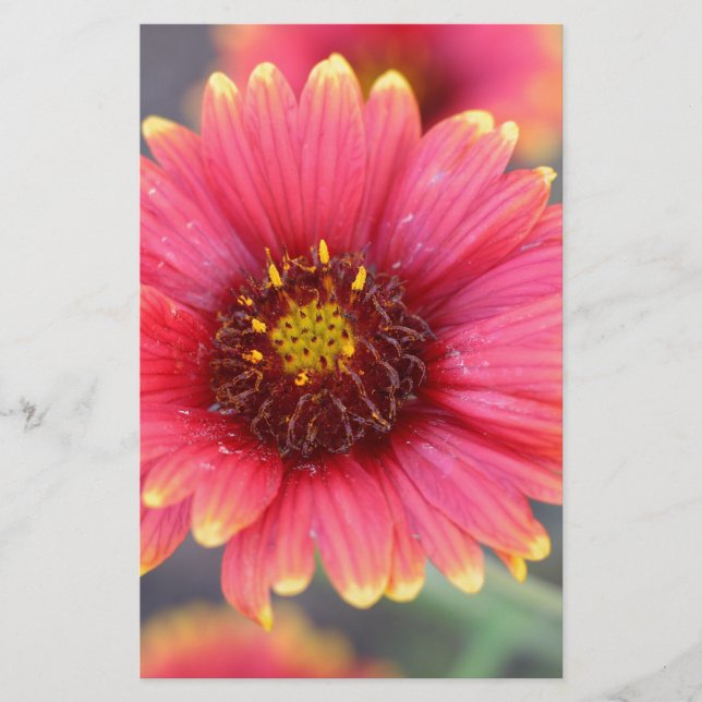 Vår i Bloom Brevpapper (Framsida)
