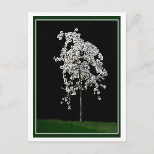 Vår i Bloom Vykort