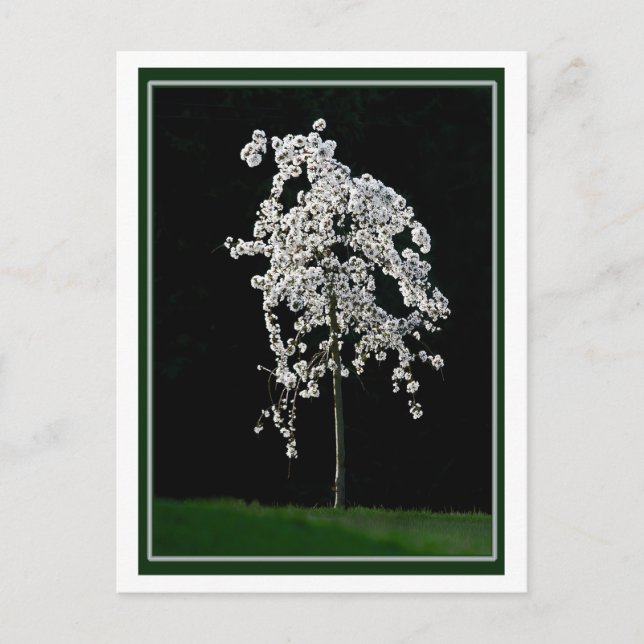 Vår i Bloom Vykort (Framsida)