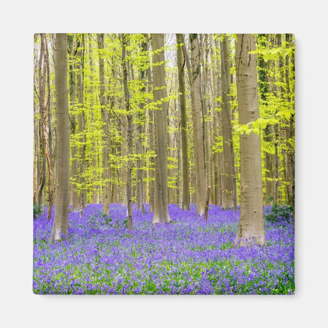 Vår i den blå skogen magnet (Framsidan)