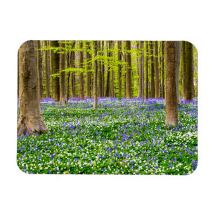 Vår i den blå skogen magnet