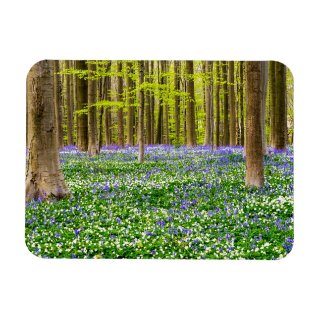 Vår i den blå skogen magnet (Horisontell)