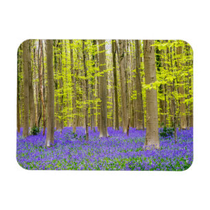 Vår i den blå skogen magnet