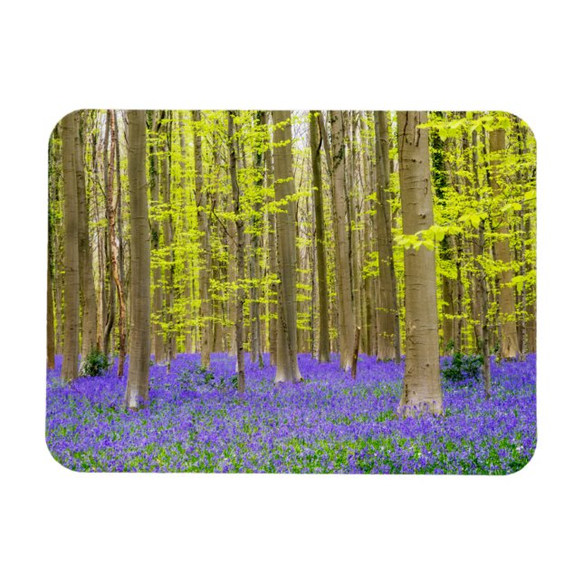 Vår i den blå skogen magnet (Horisontell)