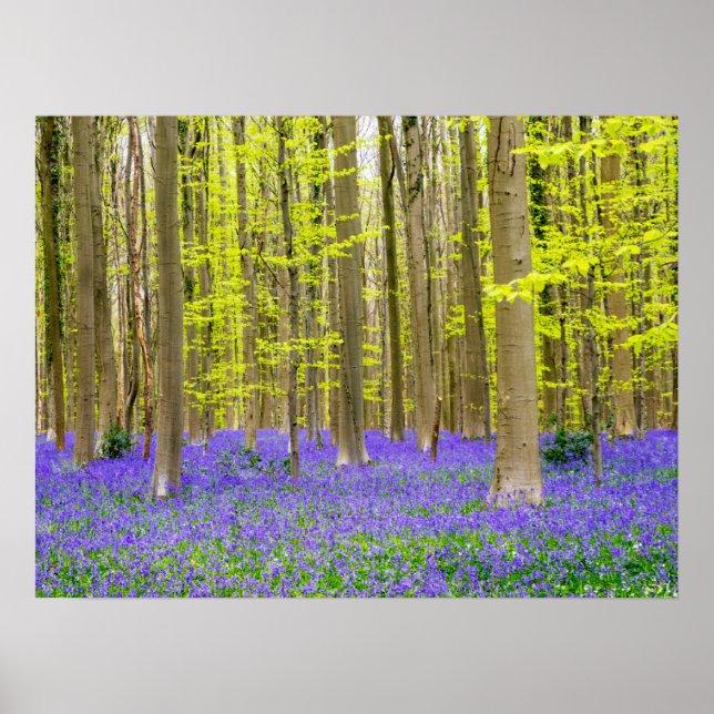 Vår i den blå skogen poster (Framsidan)