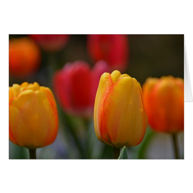 VÅR i FÄRG Hälsningskort (Framsidan Horizontal)