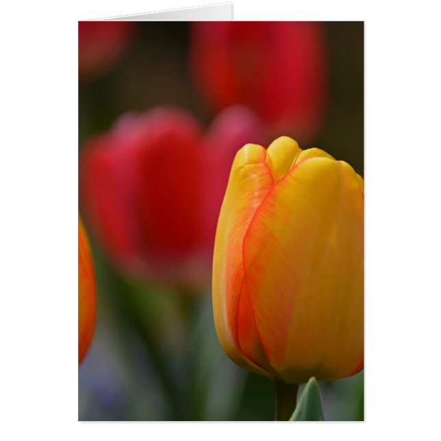 VÅR i FÄRG Hälsningskort (Framsidan)