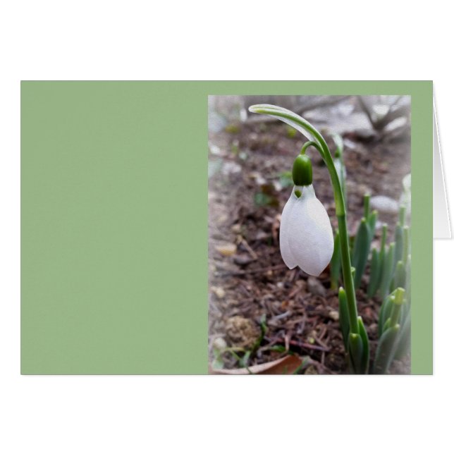 Vår i februari hälsningskort (Framsidan Horizontal)