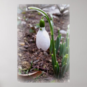Vår i februari poster