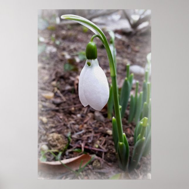 Vår i februari poster (Framsidan)