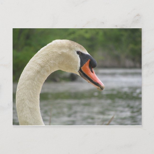 Vår i Framingham 2 Vykort (Framsida)