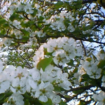 Vår i Kanvastrycket BLOMSTRERAD