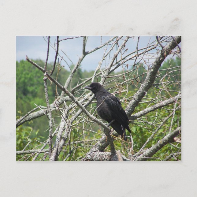 Vår i Maine Vykort (Framsida)